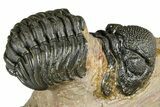 Bargain, Phacopid (Morocops) Trilobite - Foum Zguid, Morocco #363160-1
